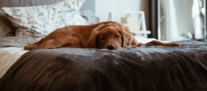 perro tumbado en el sofá