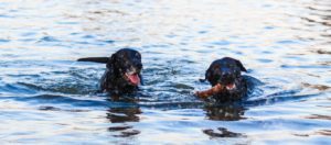 perros playa conductcan