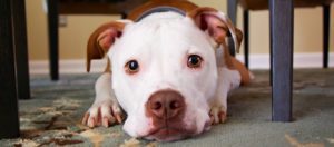 perros miedo conductcan