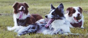 Perro bien socializado