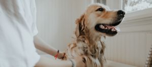 Perro en la bañera en el momento de su baño