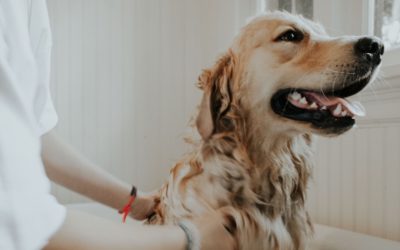 Consejos sobre la Higiene de los Perros