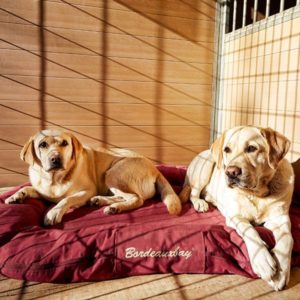 Couple de chiens en résidence canine