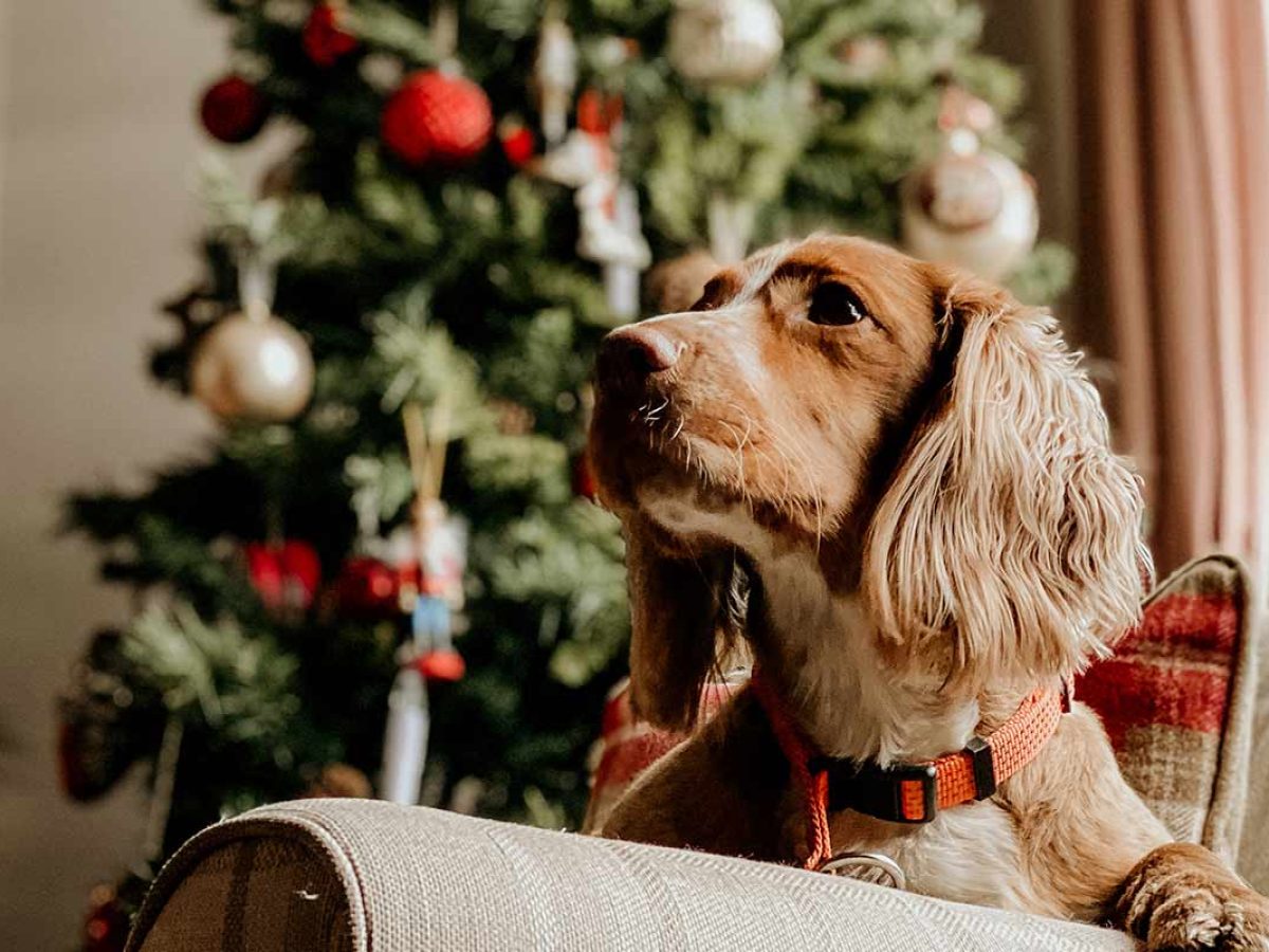 como se consigue un cachorro para navidad