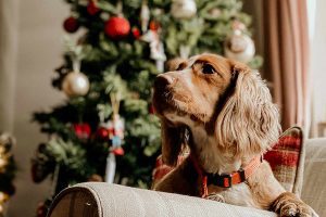 como calmar a un perro en navidad