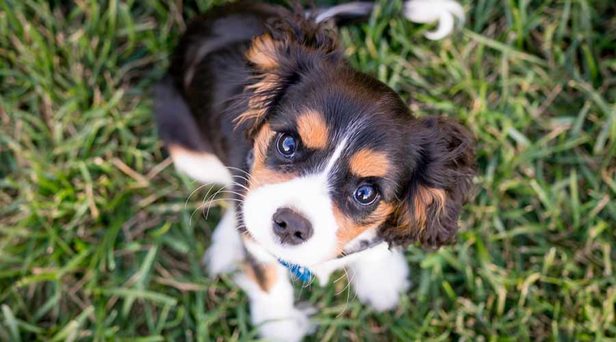 como hacer que un cachorro no muerda