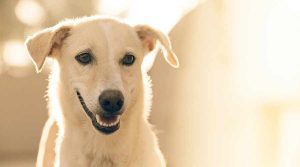 hospedaje canino precios