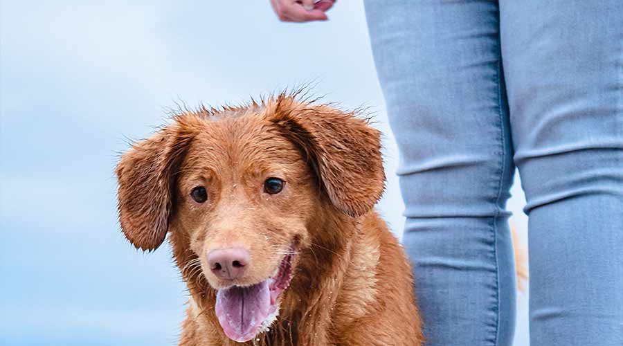 que hace un adiestrador de perros