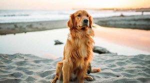 12 Beneficios de tener un perro