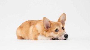 Perros y fuegos artificiales