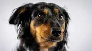 ideas falsas sobre adiestramiento canino