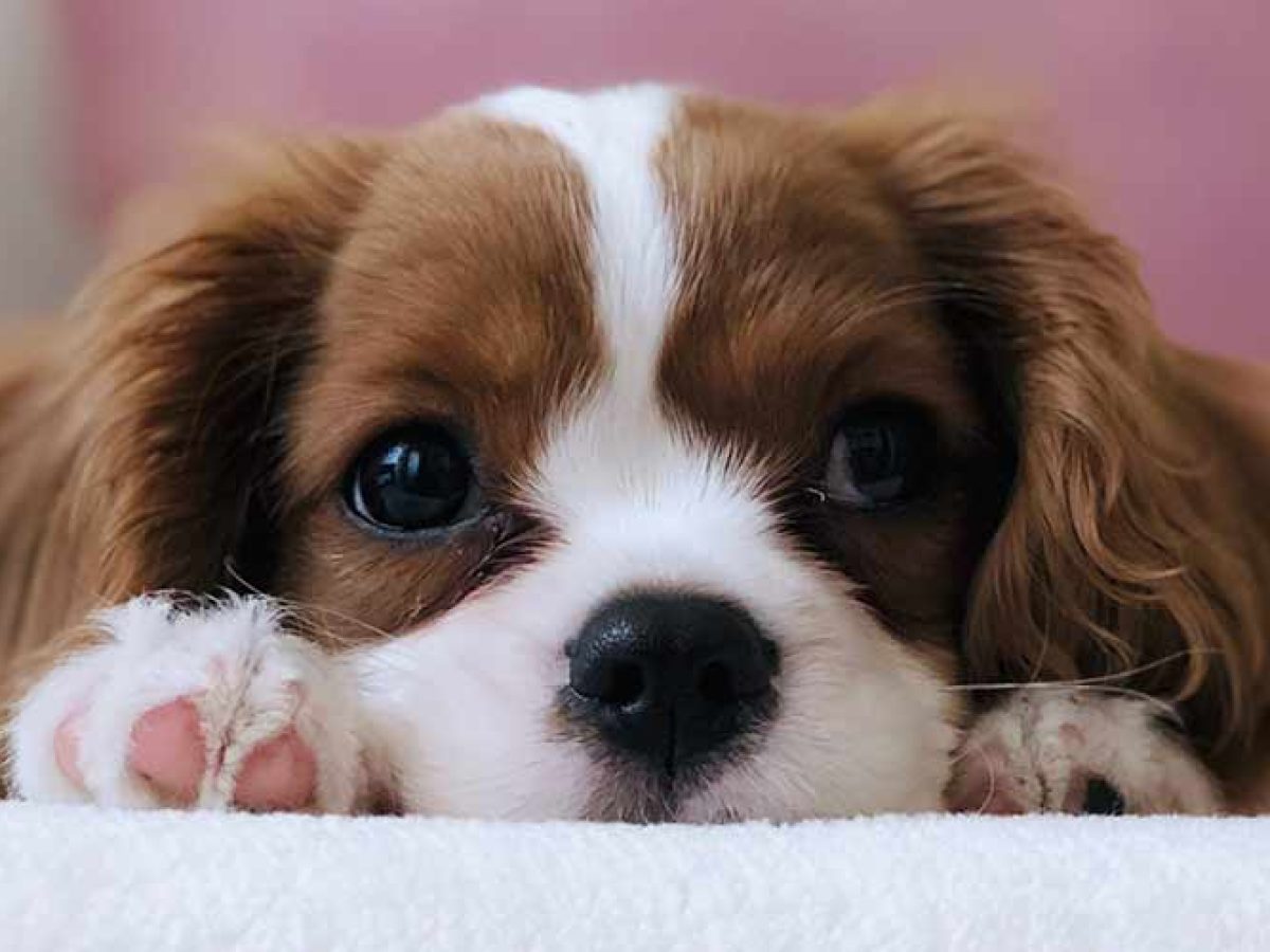 como calmar a un cachorro en un avion