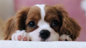 por que los perros tienen miedo