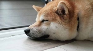 como calmar a un perro nervioso blog