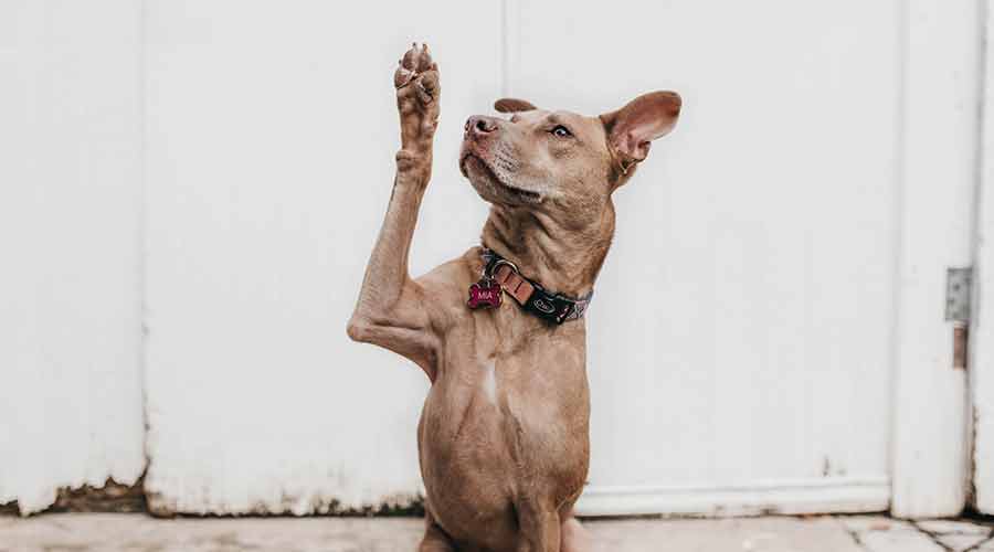 ordenes para adiestrar el perro