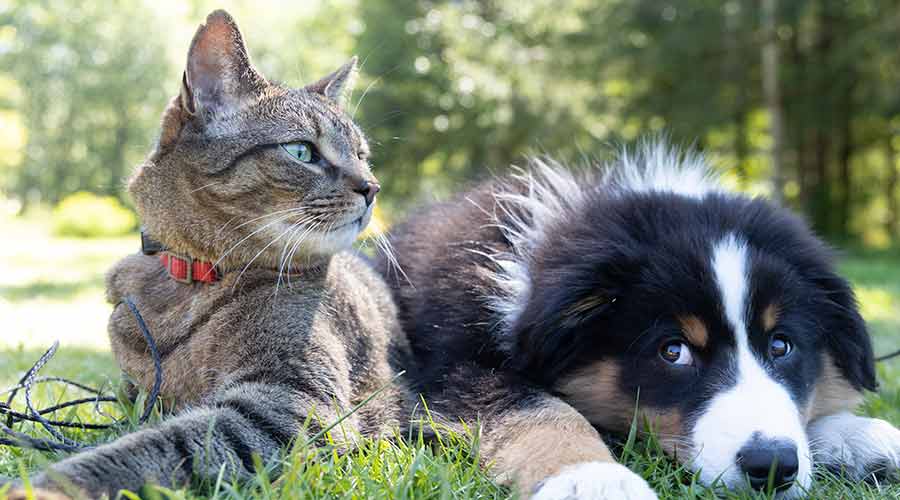 7 consejos para la convivencia entre perros y gatos 1