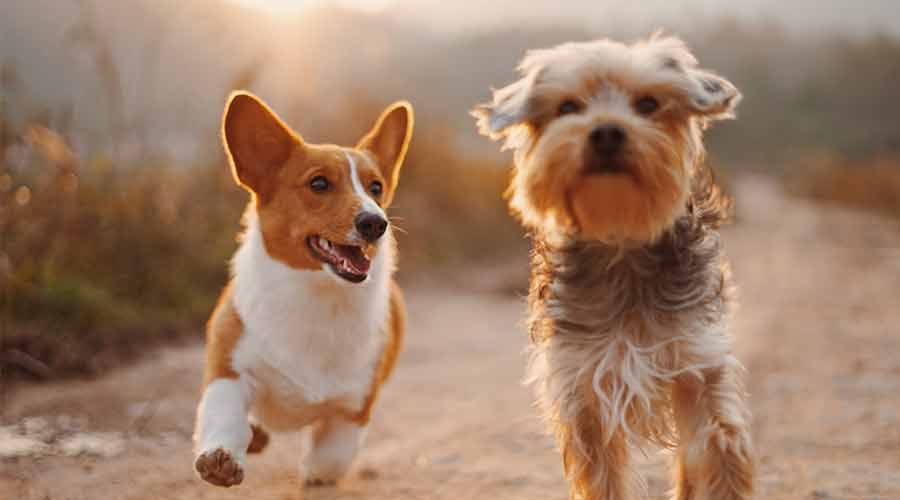 7 productos clave para perros