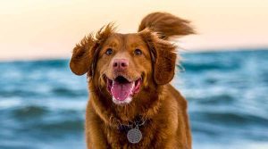 Como hacer para viajar con mi perro en avion