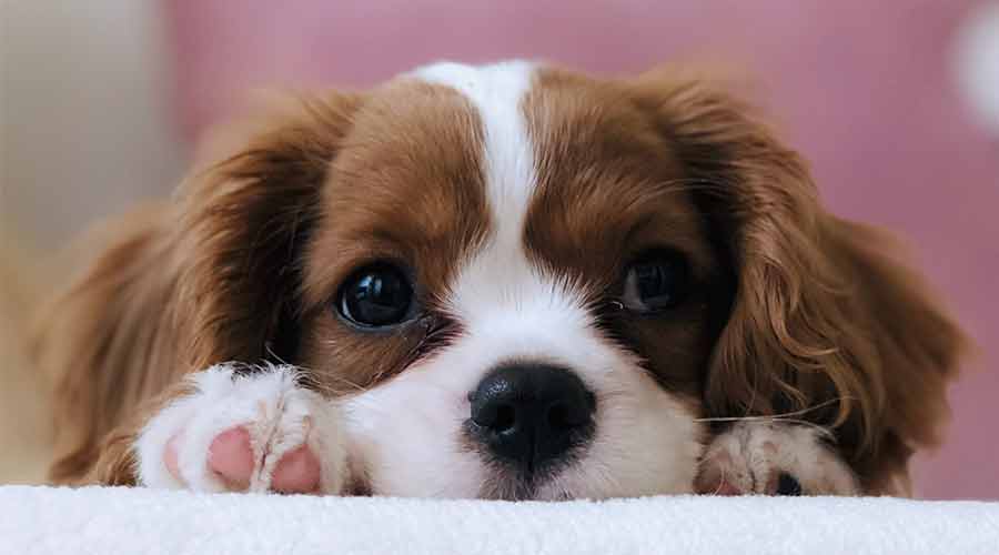 juguetes para calmar la ansiedad de perros