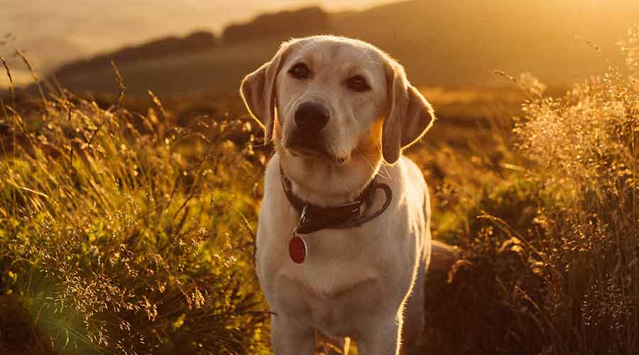 perros para gente mayot