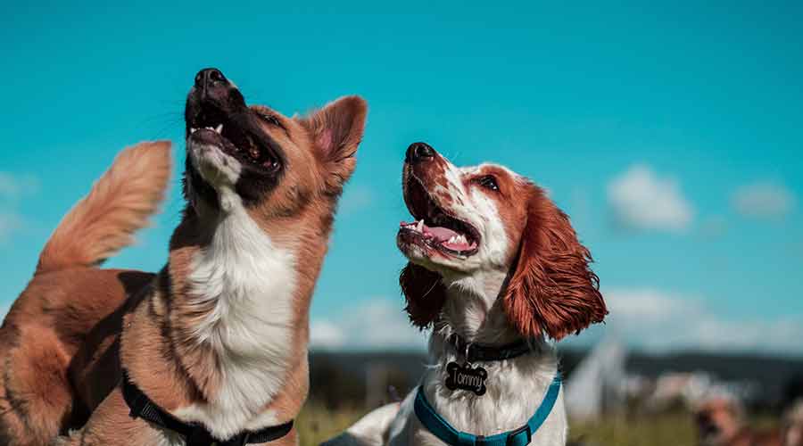 problemas de convivencia entre perros