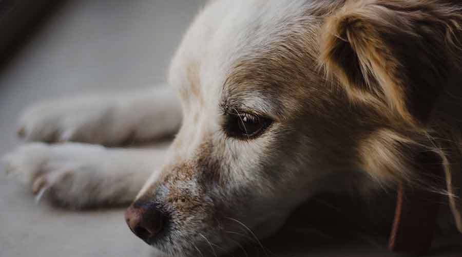 que hacer con perros abandonados