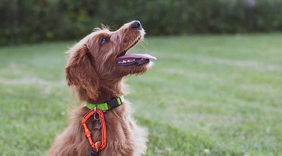 como calmar el jadeo de un perro