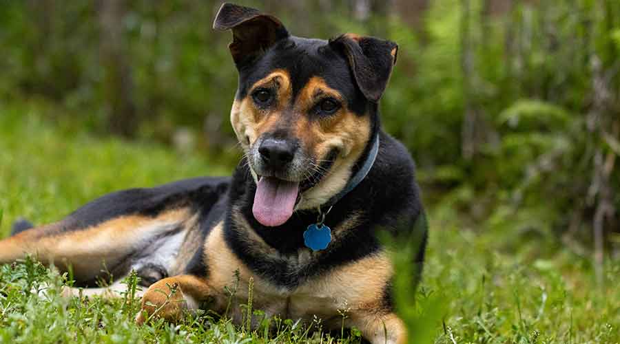 como calmar la epilepsia en un perro