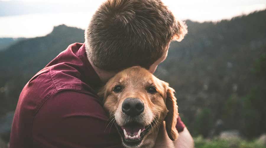 por que mi perro no se deja atrapar