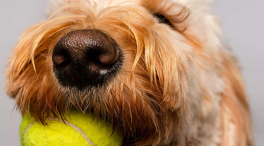 como hacer que te traiga tu perro la pelota