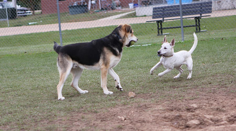 10 cosas importantes que debes ensenarle a tu cachorro 1