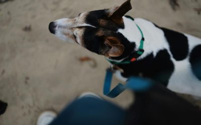 Guía Práctica de Entrenamiento a Domicilio para Perros