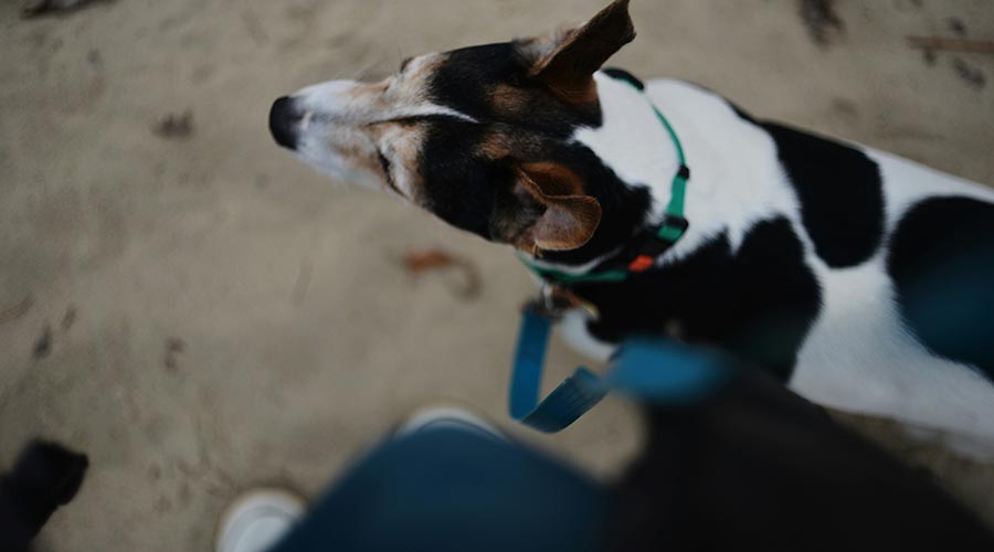 Guia Practica de Entrenamiento a Domicilio para Perros