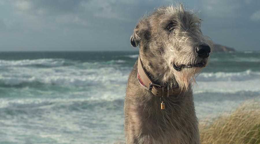 Por que a mi perro se le eriza el pelo con otros perros