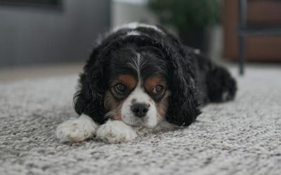 Tipos de Adiestramiento Canino: Un Enfoque Integral