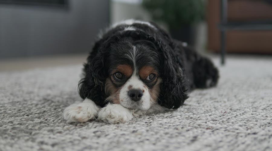 tipos de adiestramiento canino integral