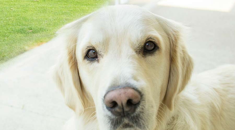 brocoli para perros