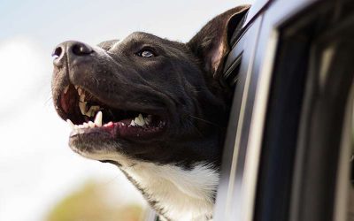 Cepillado adecuado para tu Perro