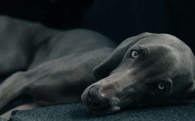 Cómo elegir la mejor guardería para tu perro