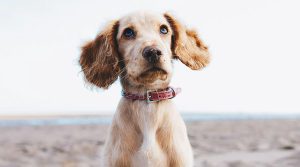 cuanto tiempo puedo dejar solo a mi perro