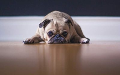 ¿Deseas Tener un Perro? Hazte Estas 5 Preguntas Antes de Tomar la Decisión