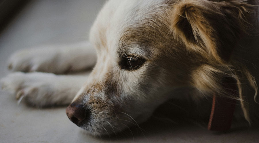 importancia de la hidratacion en perros