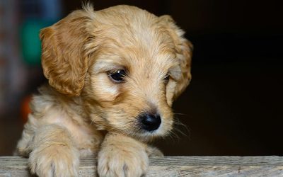 Todo Sobre el Adiestramiento Canino para Cachorros