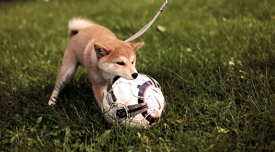 evitar que un perro muerda