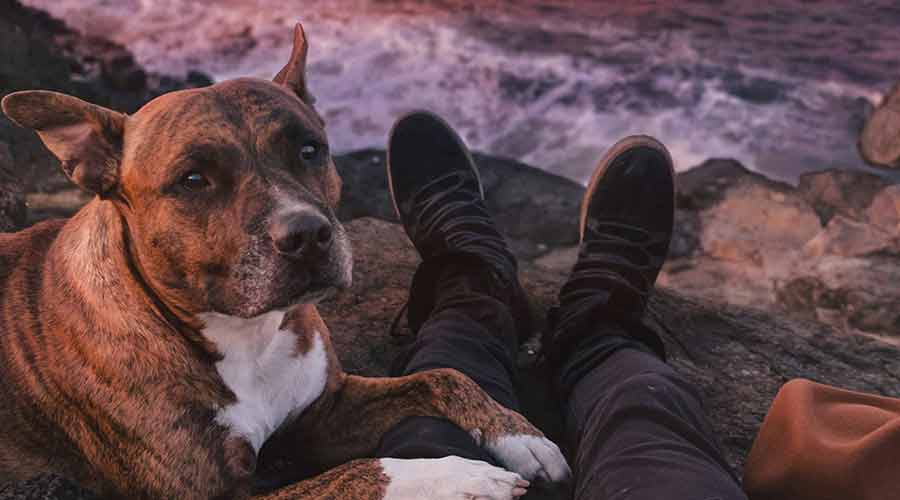 perros inseguros con persoans
