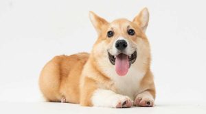 Como hacer que tu perro no tire de la correa