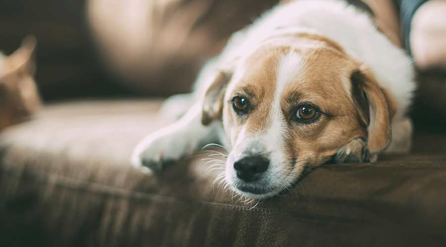 Corregir ladridos excesivos