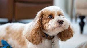 Para que sirve un collar electronico para perros