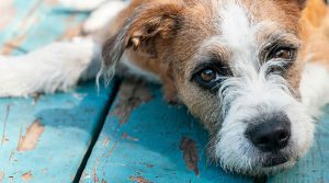 autocontrol en perros