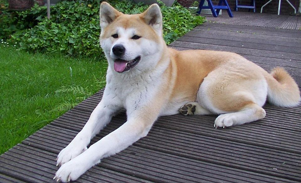 Akita 1